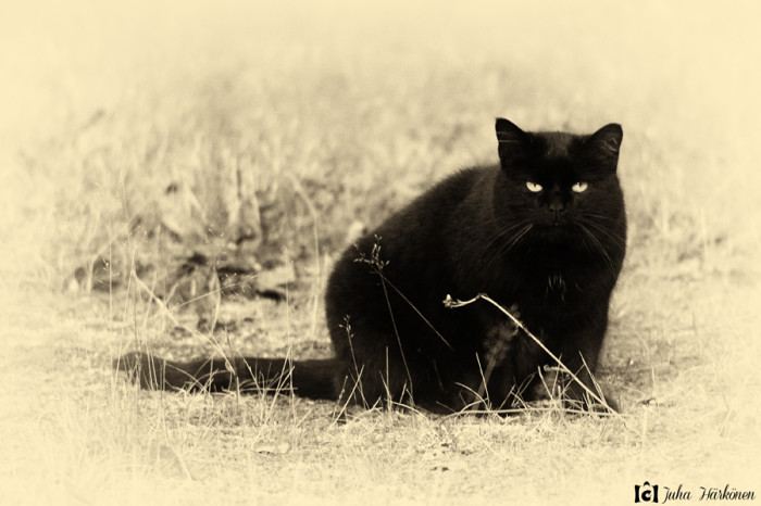 the_eyes_of_disturbed_black_cat_by_huicca-d5hvs2f